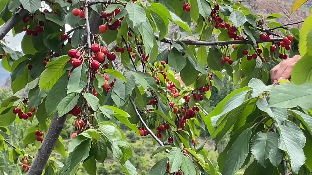 Artvin'de yılın ilk kiraz hasadı başladı