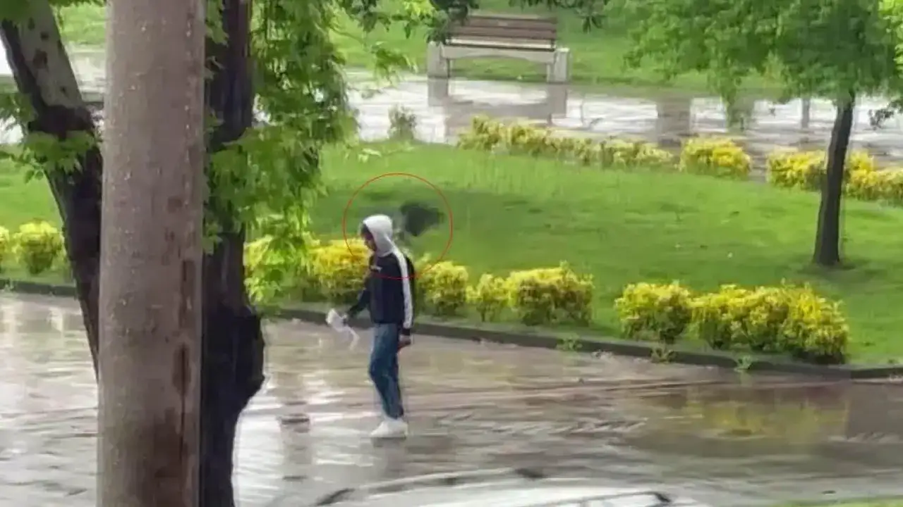 Ordu’da ilginç anlar! Sahilde vatandaşları karga kovaladı