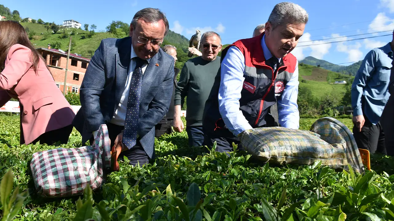 Artvin'de geleneksel çay hasadı etkinliği düzenlendi
