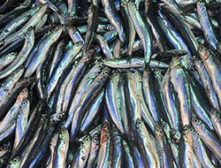 Trabzon'dan Balıkesir'e hamsi