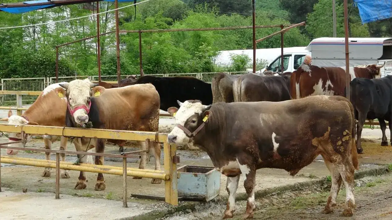Ordulu besiciler gurbetçileri bekliyor! Kurbanlık satışında son umut