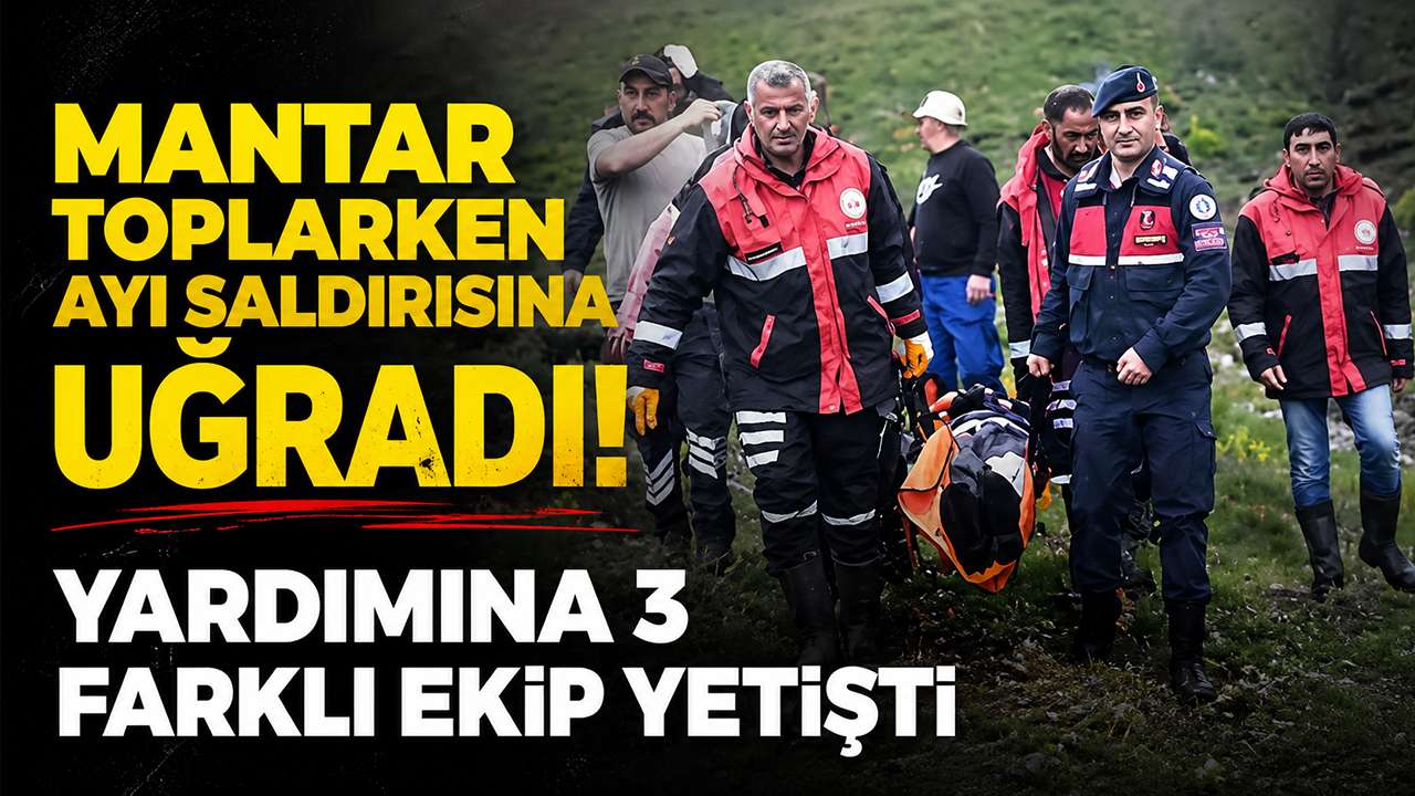 Mantar toplarken ayı saldırısına uğradı! Yardımına 3 farklı ekip yetişti