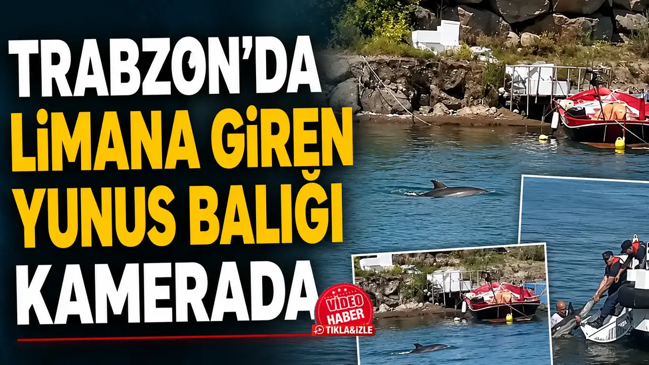 Trabzon’da limana giren yunus balığı kamerada: Açık denize bırakıldı