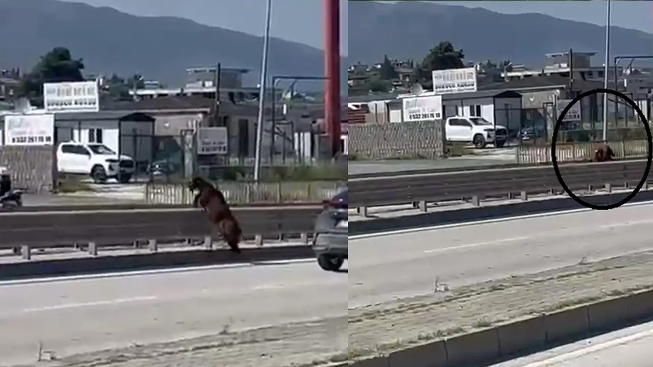 Firar eden kurbanlık keçi trafiği birbirine kattı! O anlar kamerada