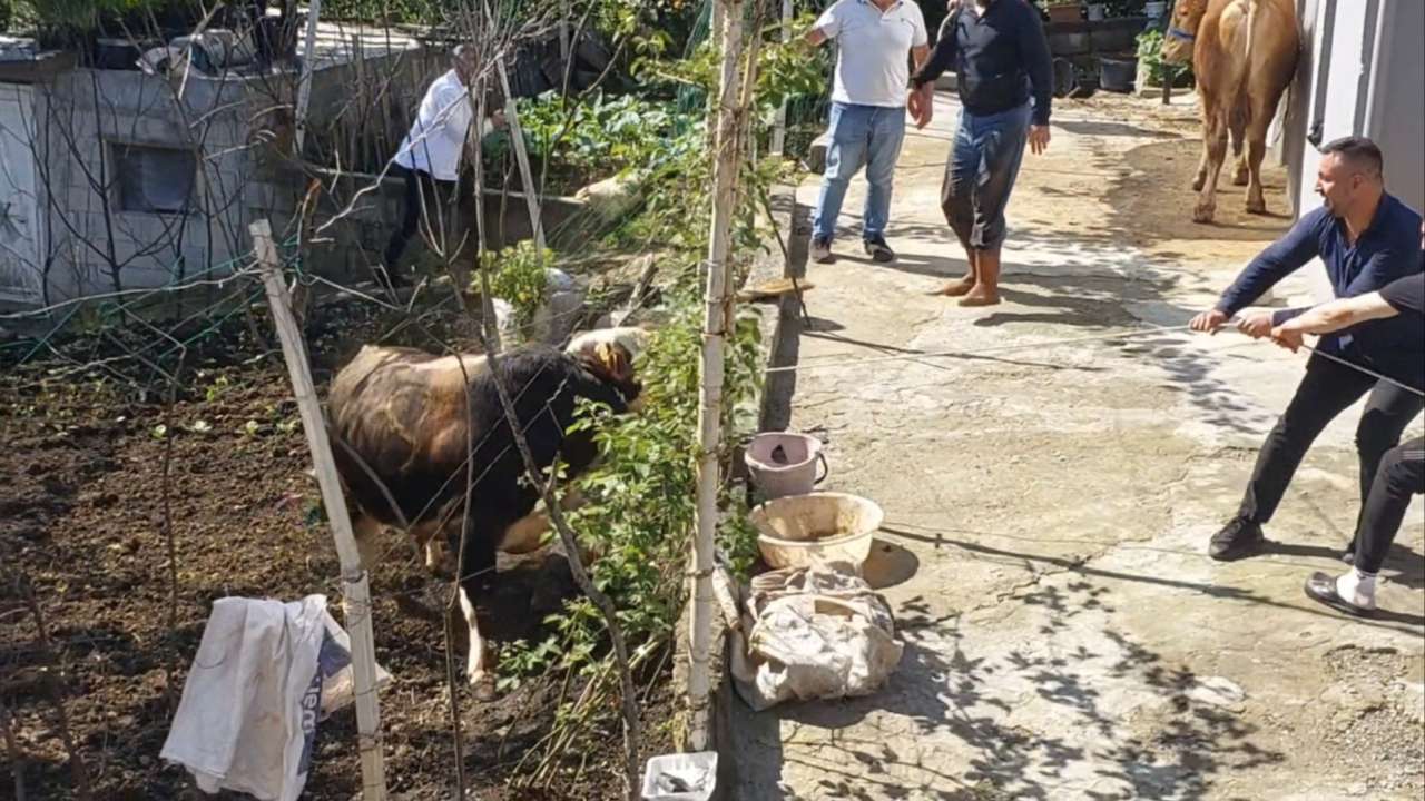 Rize’de kaçan kurbanlık boğa kısa süreli paniğe neden oldu
