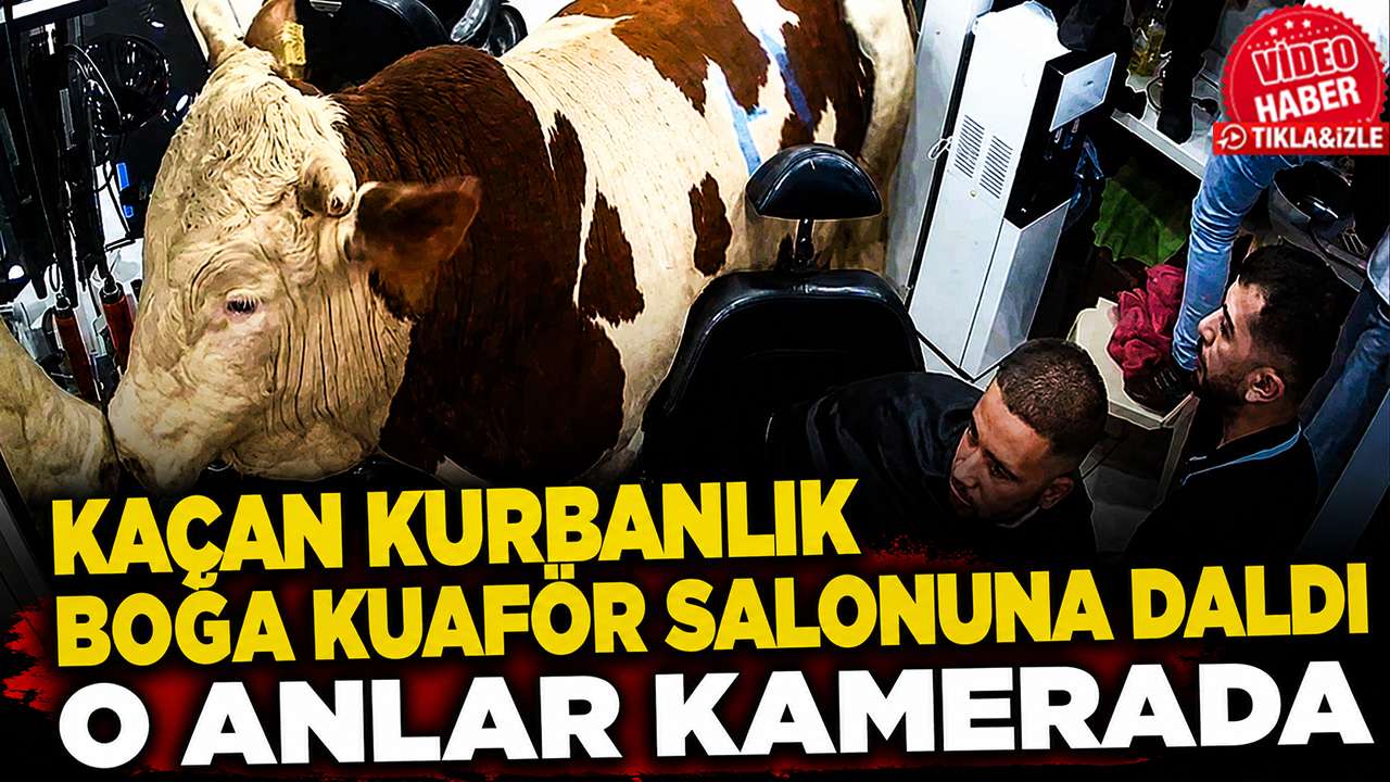 Kaçan kurbanlık boğa kuaför salonuna daldı: O anlar kamerada