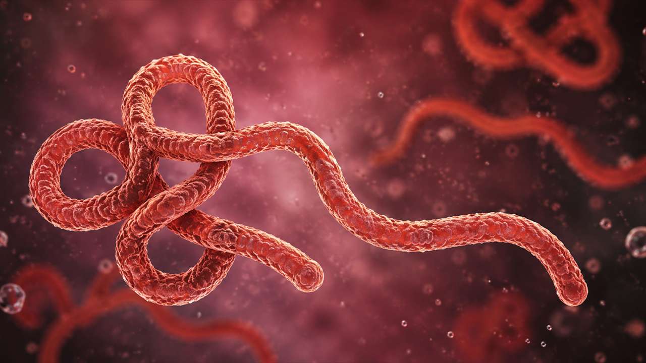 Ebola salgını büyüyor: Sınırlar tamamen kapatıldı