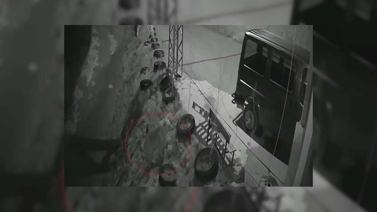 Aynı noktada önce kurt şimdi ayı görüntülendi