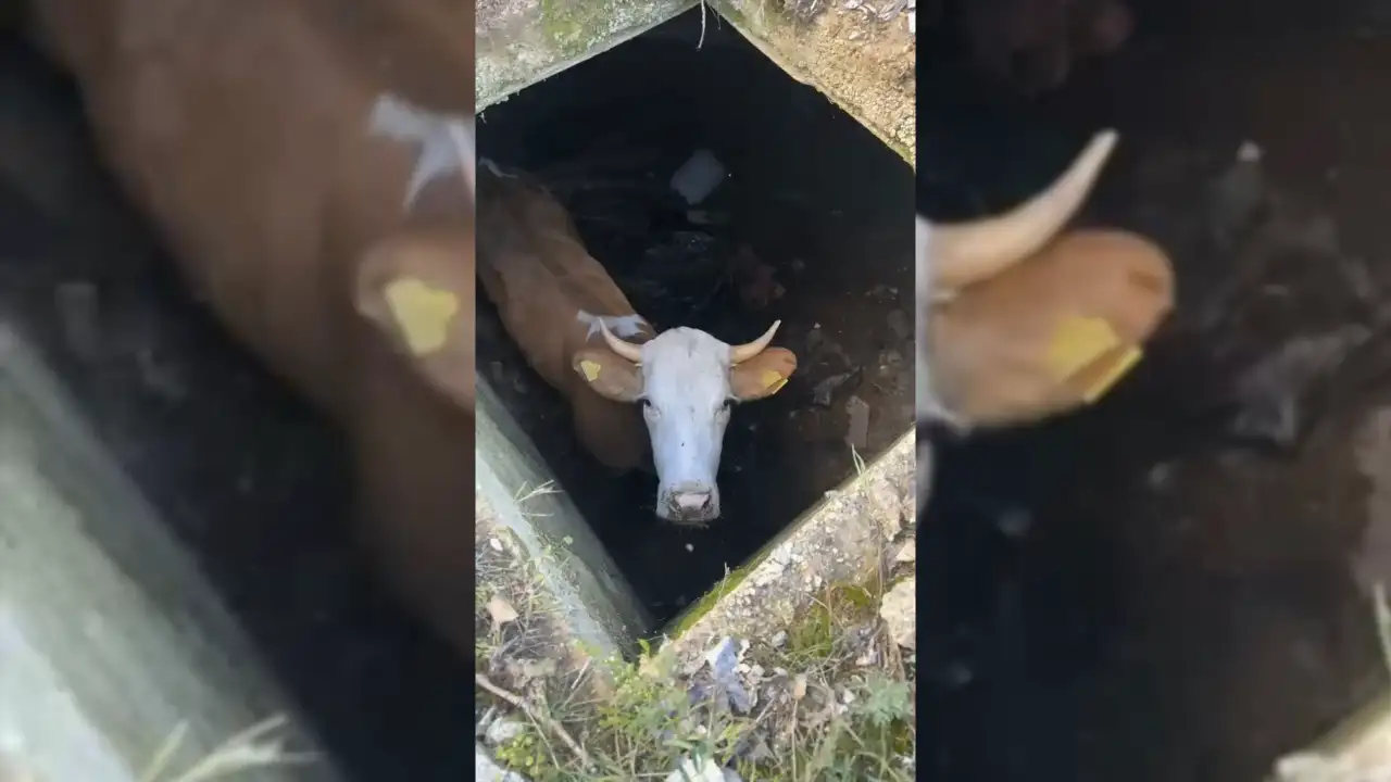 Yağmur suyuyla hayatta kaldı! Kurbanlık inek böyle kurtarıldı