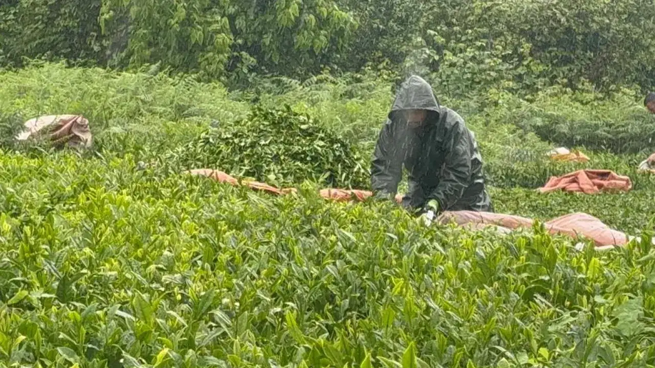 Bayram tatilinde çay mesaisi: Yağmura rağmen hasat sürüyor