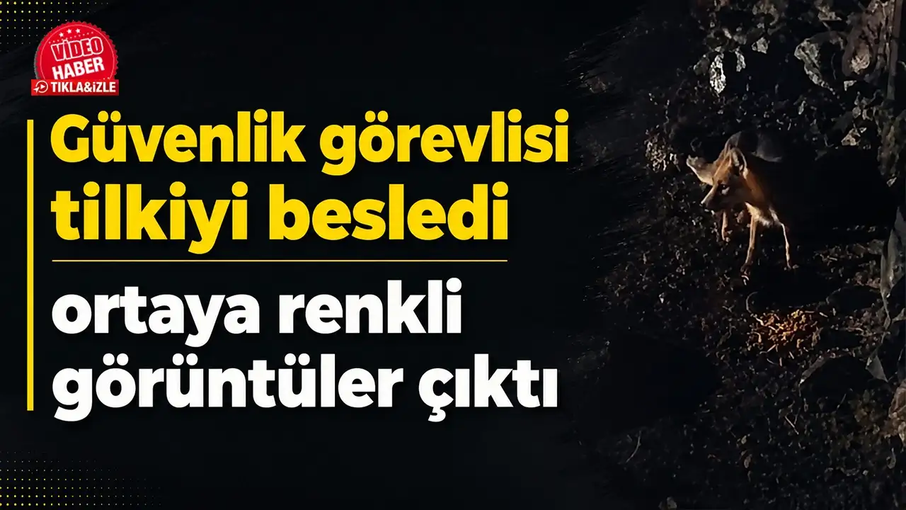 Güvenlik görevlisi tilkiyi besledi, renkli görüntüler ortaya çıktı