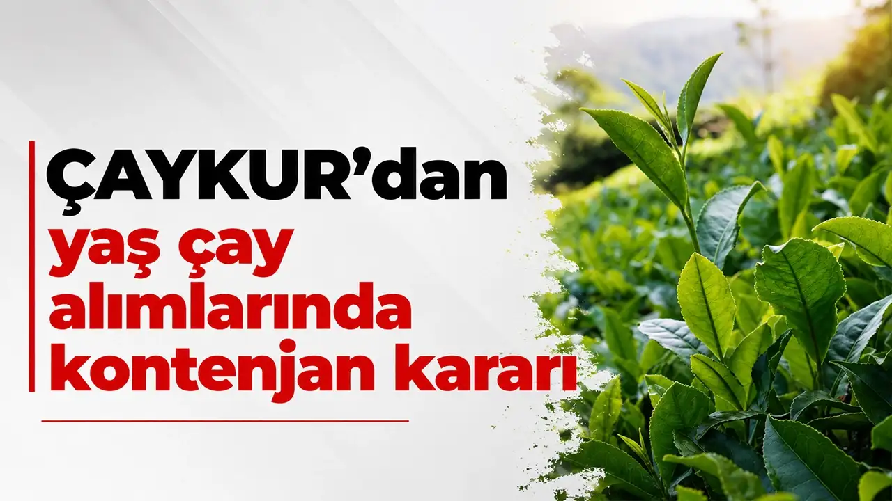 ÇAYKUR’dan yaş çay alımlarında kontenjan kararı