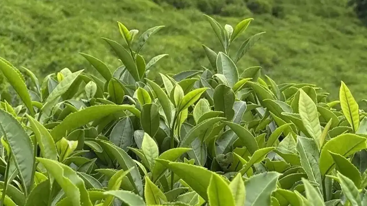 ÇAYKUR'dan yaş çay alımları için yeni karar