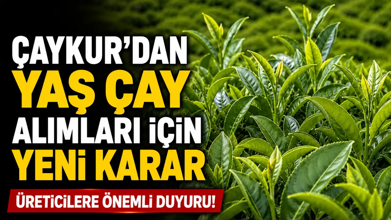 ÇAYKUR'dan yaş çay alımları için yeni karar