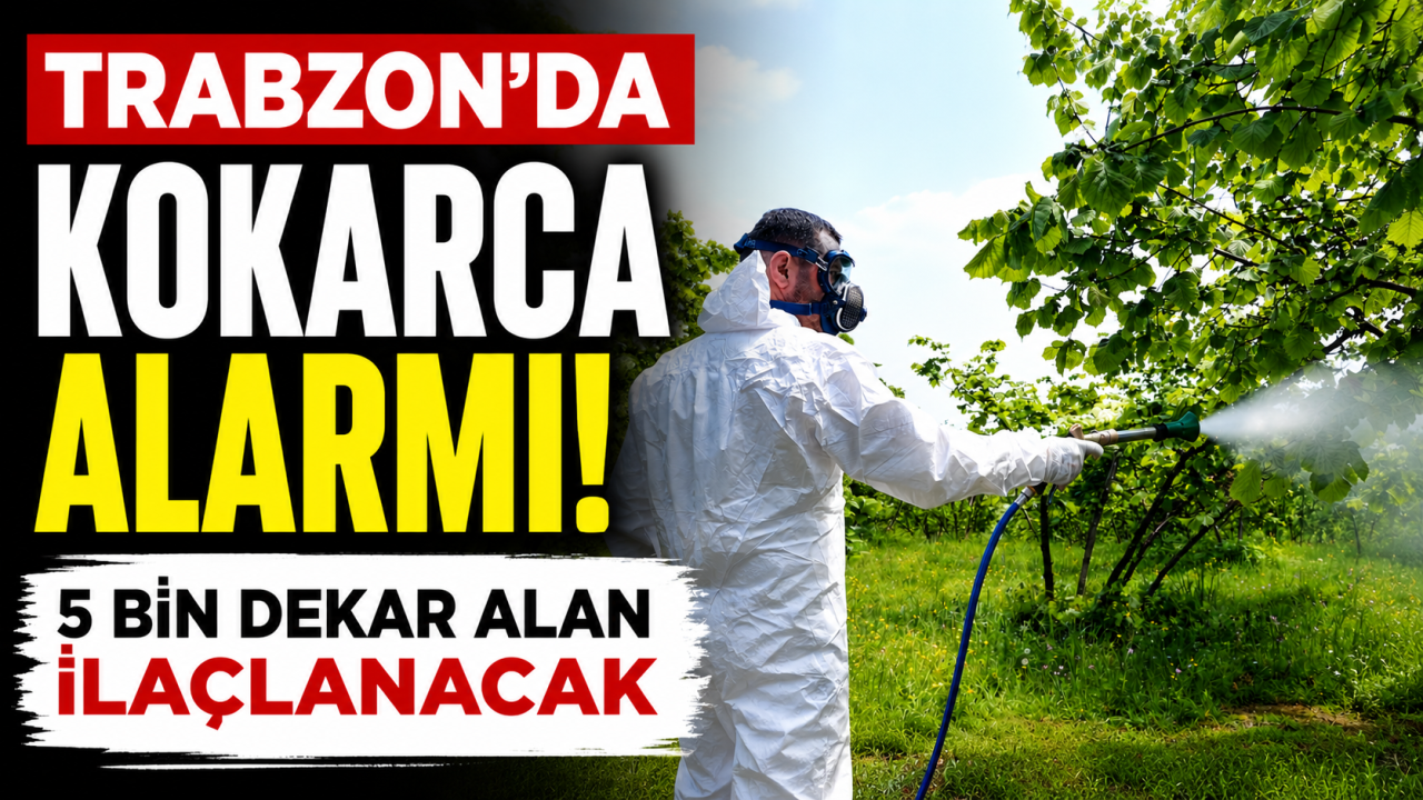 Trabzon’da kokarca alarmı: 5 bin dekar alan ilaçlanacak