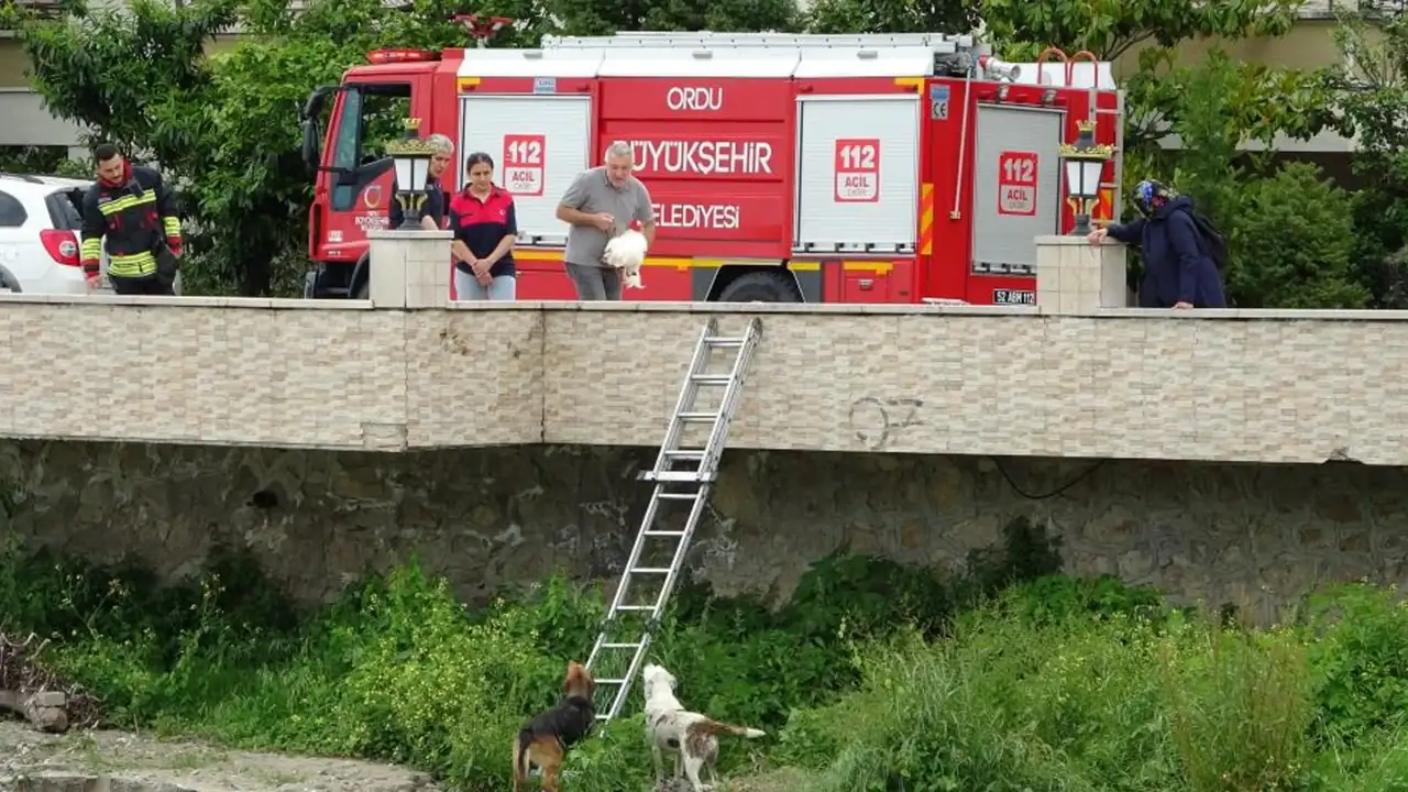 Ordu’da ırmak yatağında mahsur kalan 2 köpek kurtarıldı
