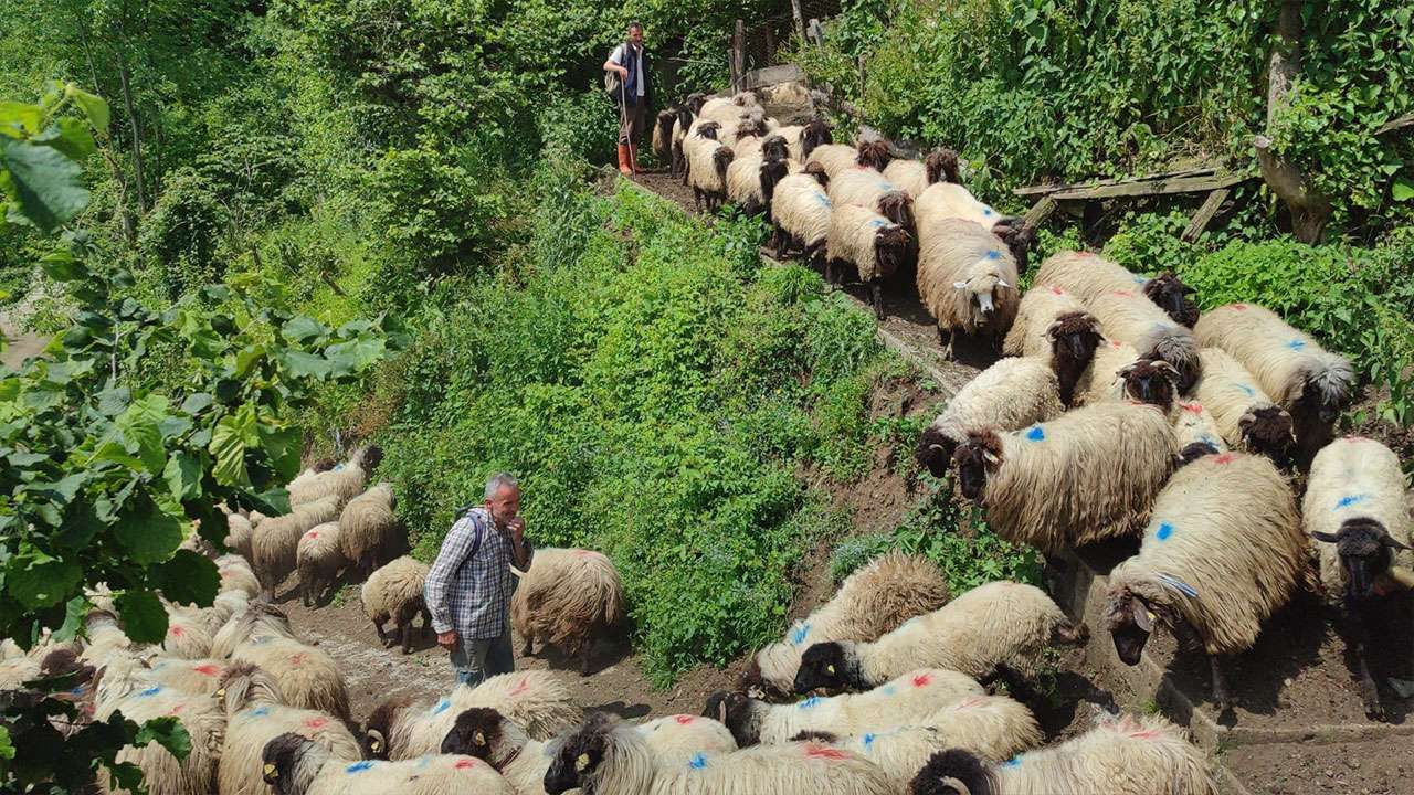 Giresun’da yayla göçü başladı: 7 günlük zorlu yolculuk