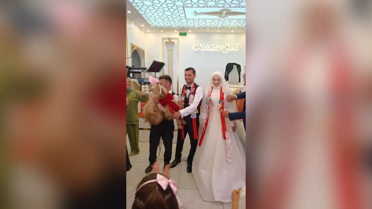 Trabzon’daki düğünde takı sürprizi! Altın yerine keçi hediye edildi