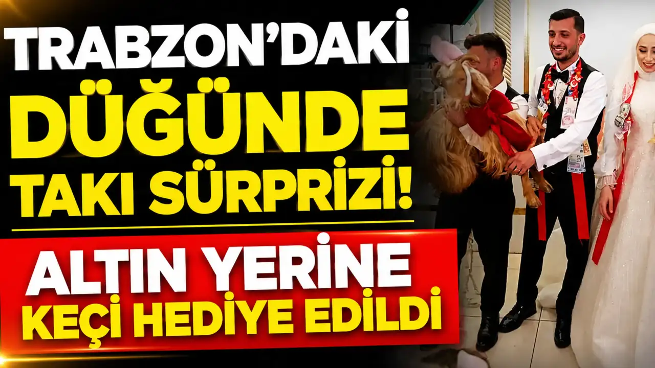 Trabzon’daki düğünde takı sürprizi! Altın yerine keçi hediye edildi