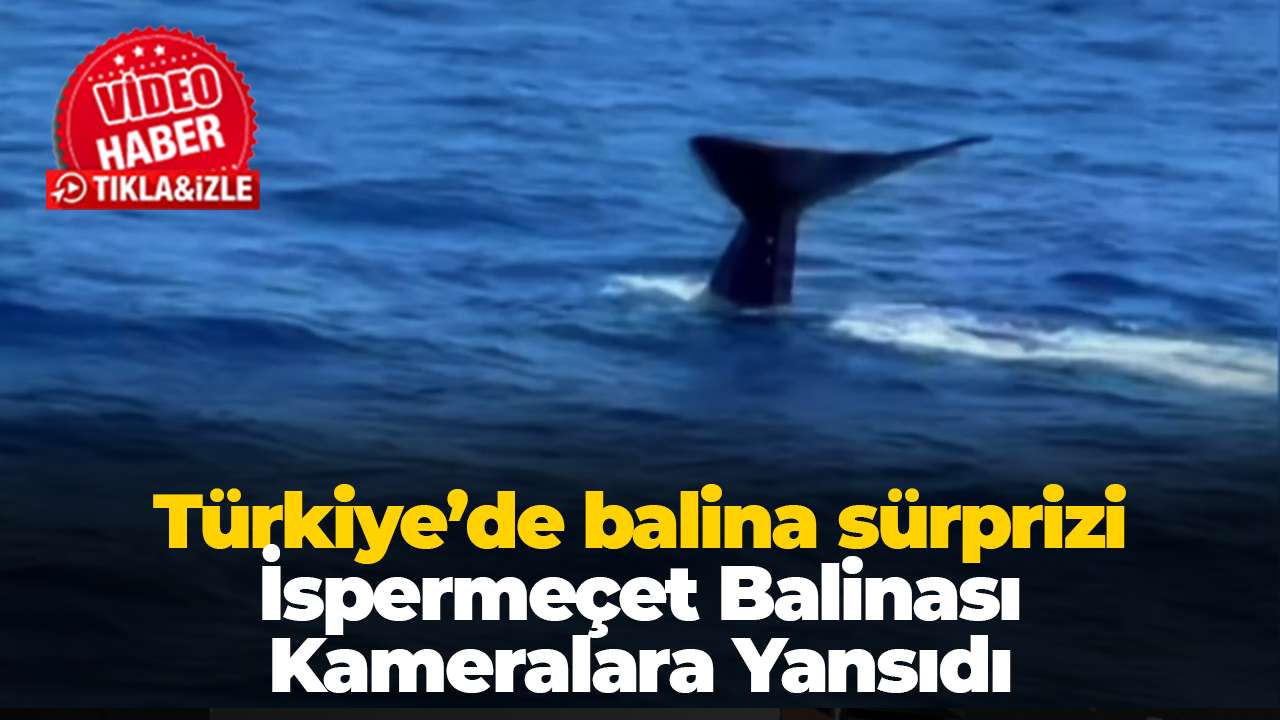 Türkiye’de balina sürprizi: Uzmanlardan önemli uyarılar