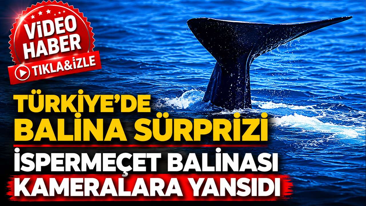 Türkiye’de balina sürprizi: Uzmanlardan önemli uyarılar