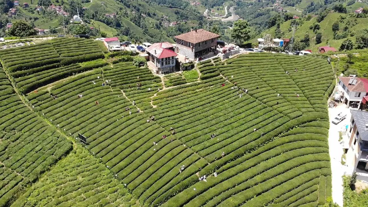 Rize Ziraat Odası Başkanı Arslan’dan çay üreticilerine çağrı