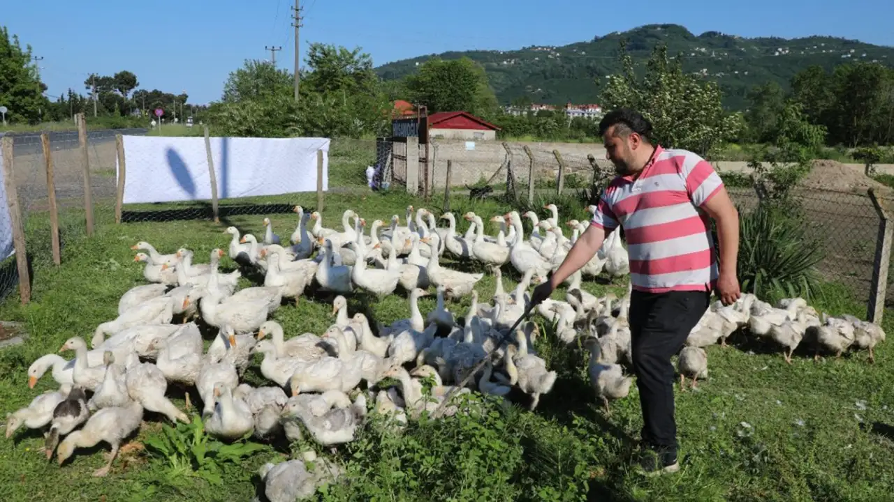 Ordu’da 20 kazla başladı: Bir yılda 220’ye ulaştı
