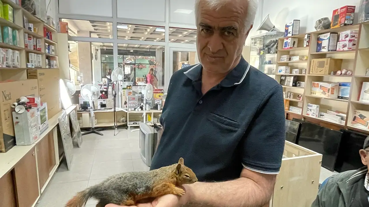 Artvin’de sincabı kurtarmak istedi: Acı gerçekle karşılaştı