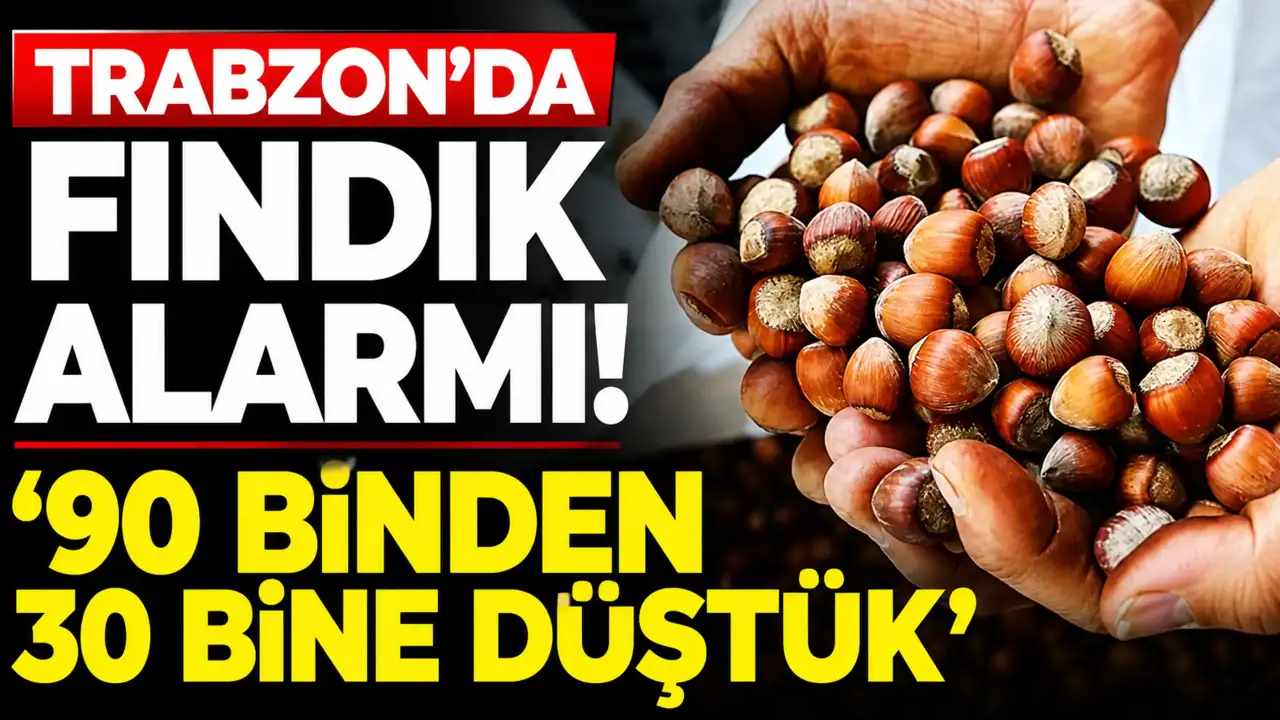 Trabzon’da fındık alarmı! “90 binden 30 bine düştük”
