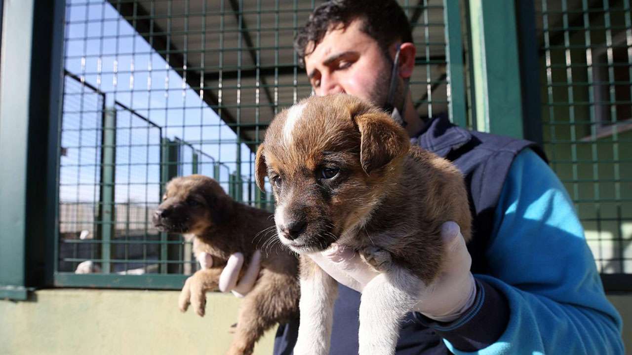 Trabzon'da 750 köpek kapasiteli merkez sahipsiz hayvanlara yuva oldu