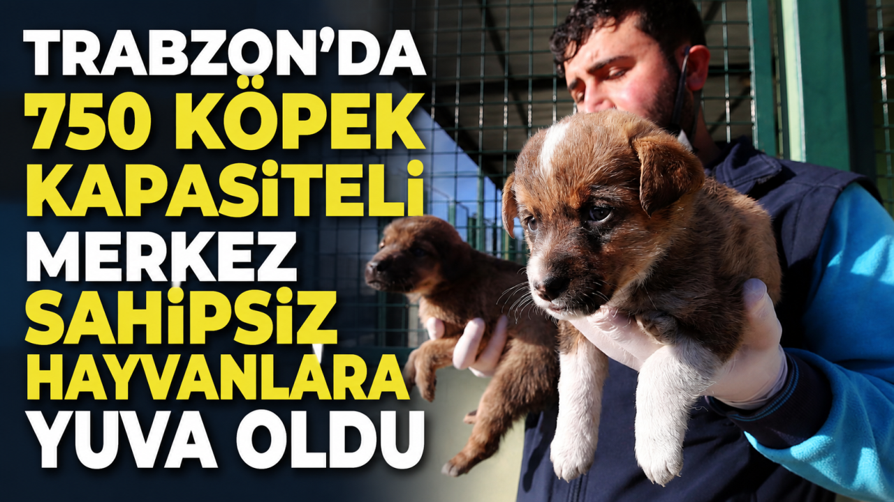 Trabzon'da 750 köpek kapasiteli merkez sahipsiz hayvanlara yuva oldu