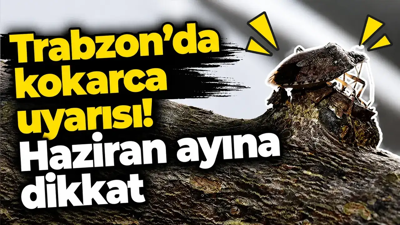 Trabzon’da kokarca uyarısı! Haziran ayına dikkat