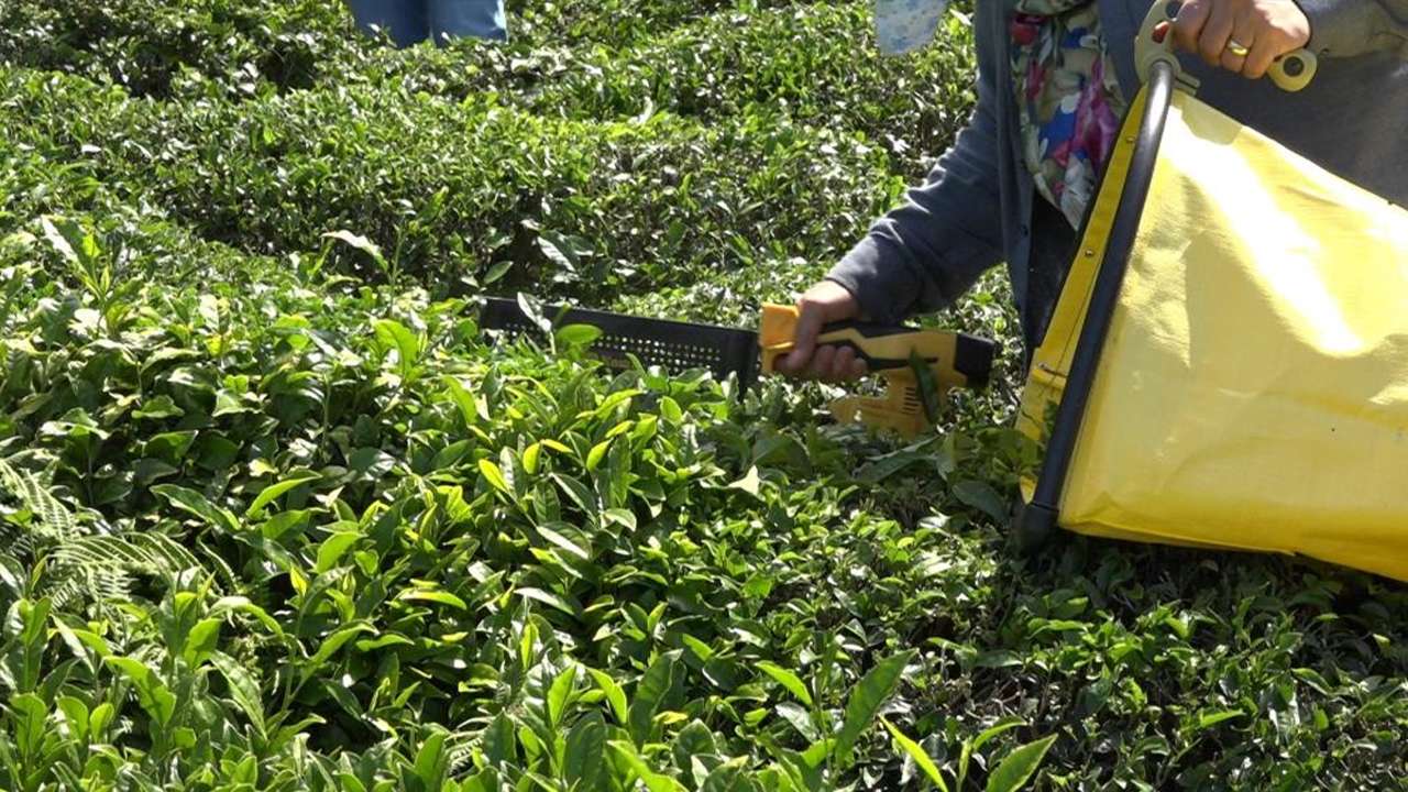 ÇAYKUR yaş çay alımına ara verdi: Stoklar kapasiteyi aşarak 18 bin tona ulaştı