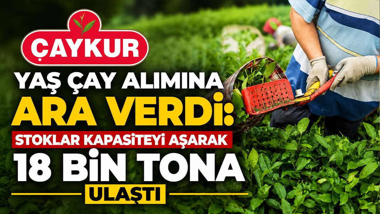 ÇAYKUR yaş çay alımına ara verdi: Stoklar kapasiteyi aşarak 18 bin tona ulaştı