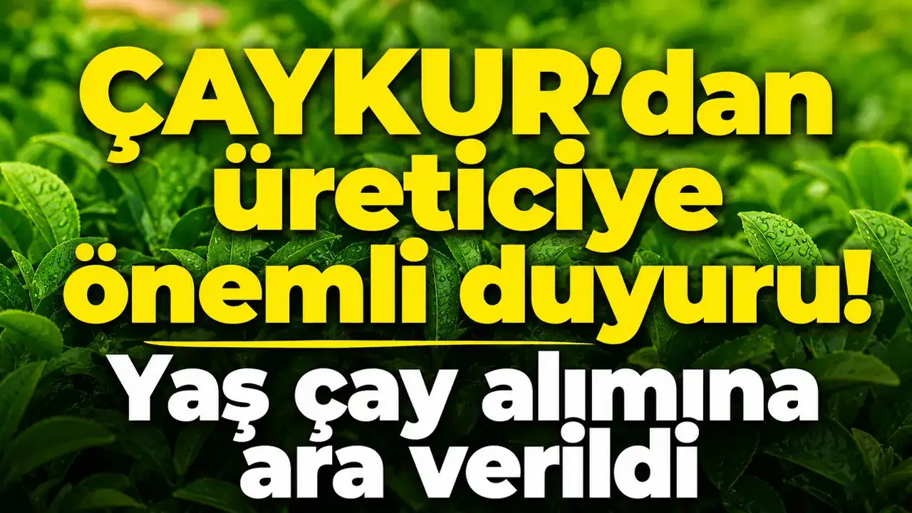 ÇAYKUR’dan üreticiye önemli duyuru: Yaş çay alımına ara verildi