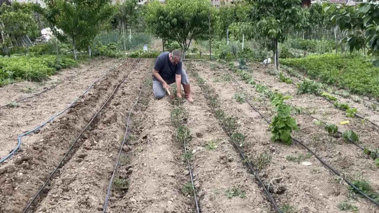 Yusufeli’nde hobi bahçeleri üretime dönüştü