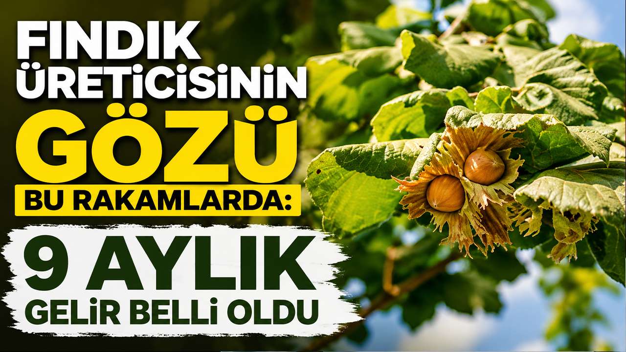Fındık üreticisinin gözü bu rakamlarda: 9 aylık gelir belli oldu