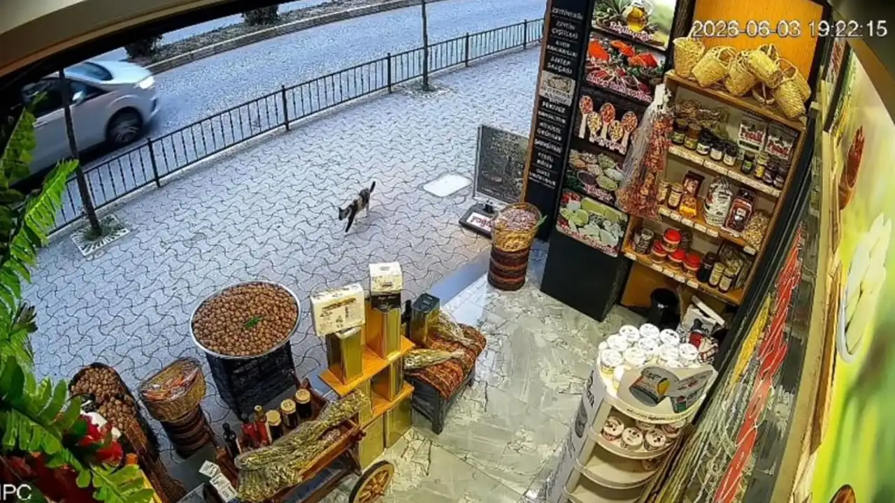 Kedi devirdi, vatandaşlar topladı! Giresun’da tebessüm ettiren anlar