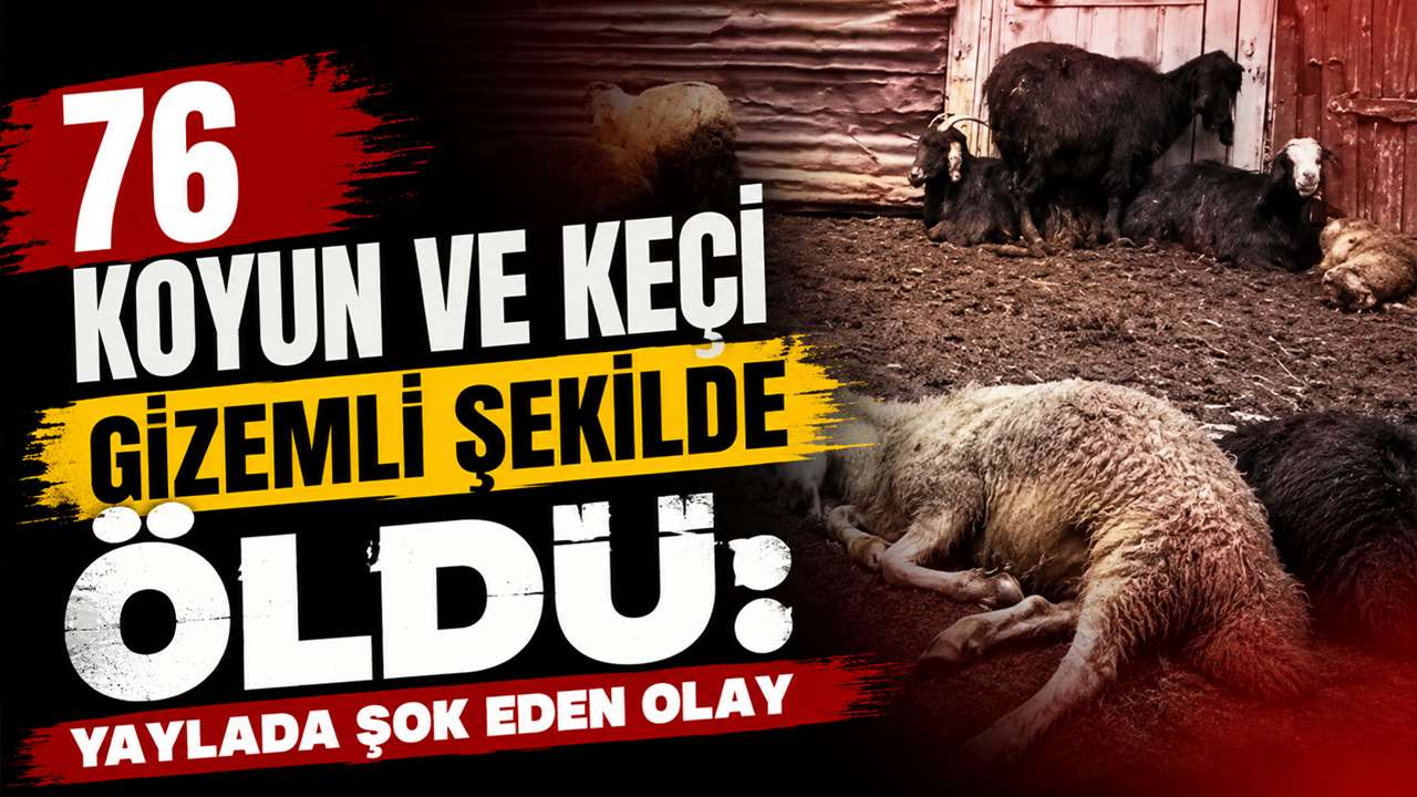 76 koyun ve keçi gizemli şekilde öldü: Yaylada şok eden olay
