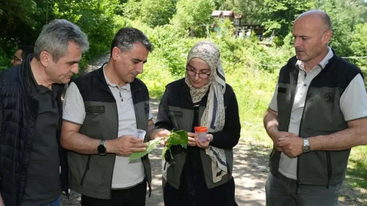 Artvin’de kestane ormanlarını korumak için 5 bin Samuray Arısı doğaya bırakıldı