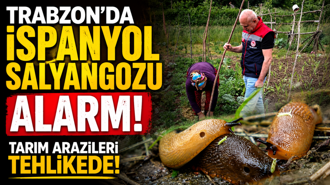 Trabzon’da İspanyol salyangozu alarmı: Tarım arazileri tehlikede
