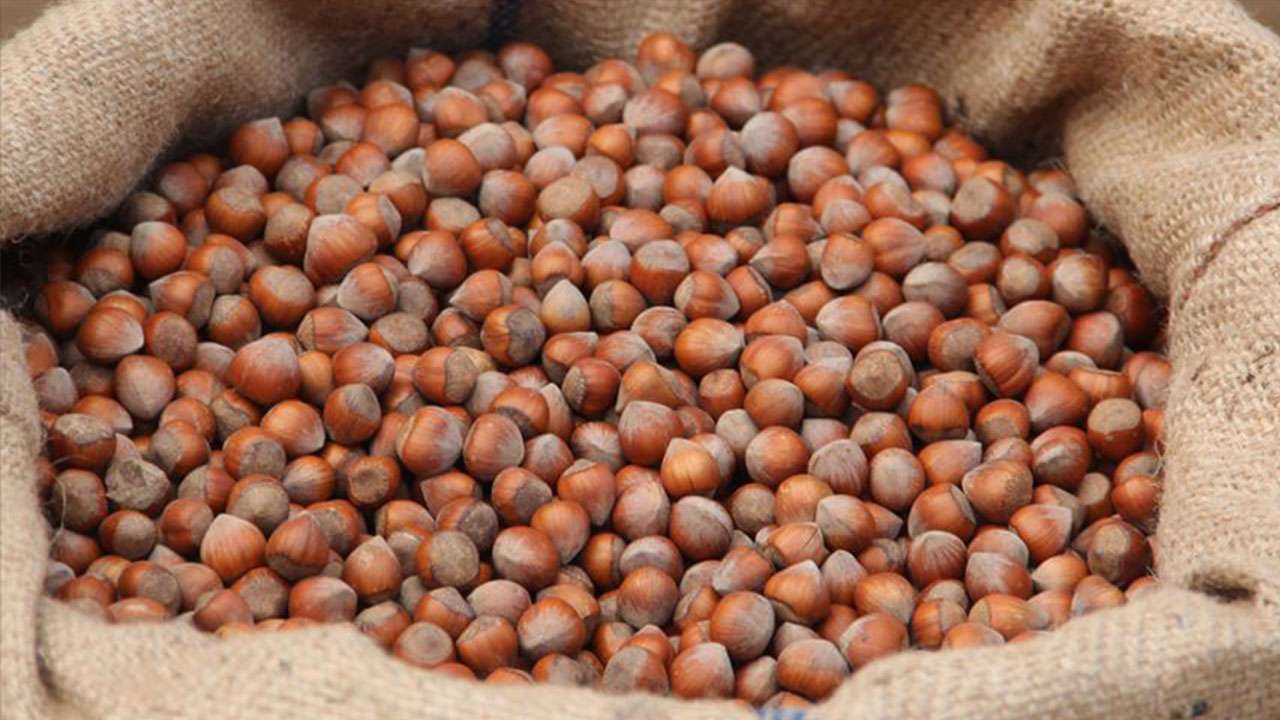 Ticaret Borsalarında 9 Ayda 314 bin tonu aşkın fındık satıld