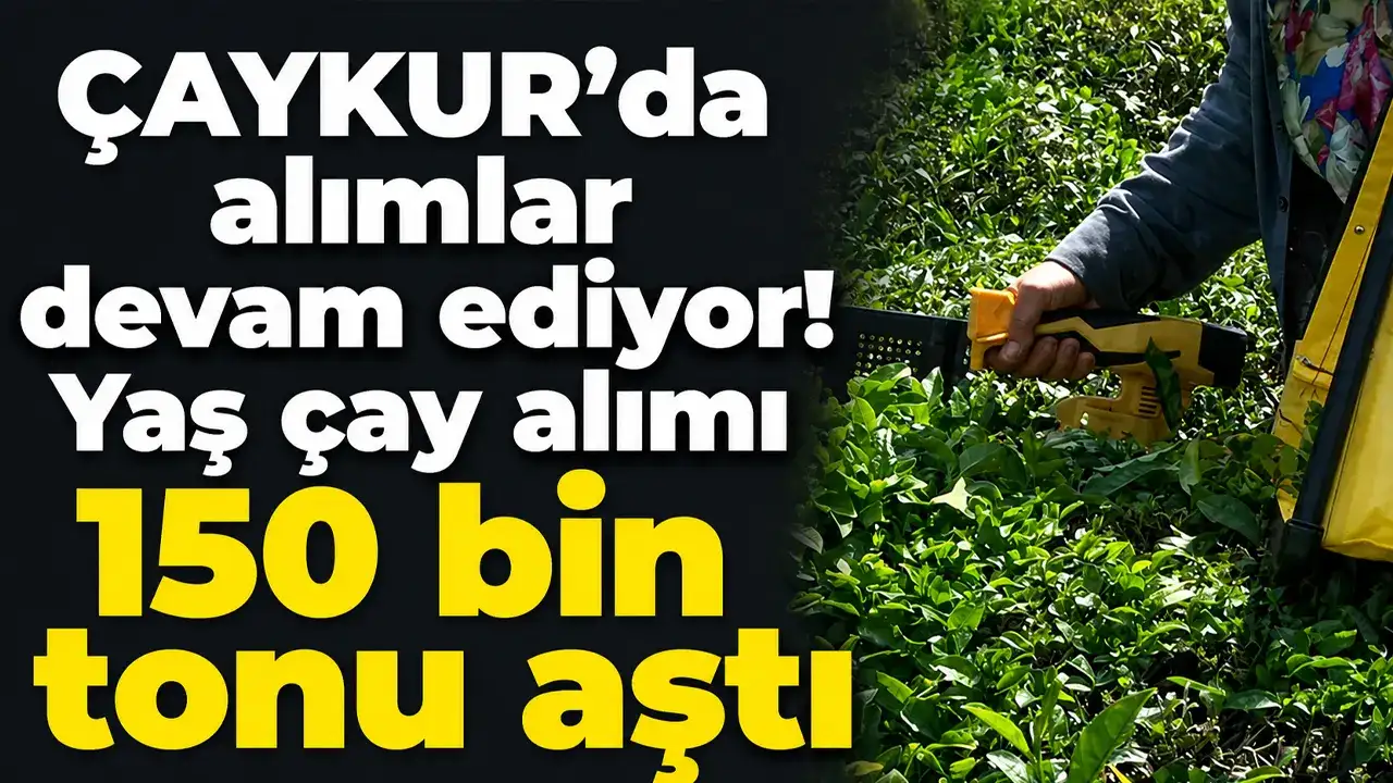 ÇAYKUR’da alımlar devam ediyor: Yaş çay alımı 150 