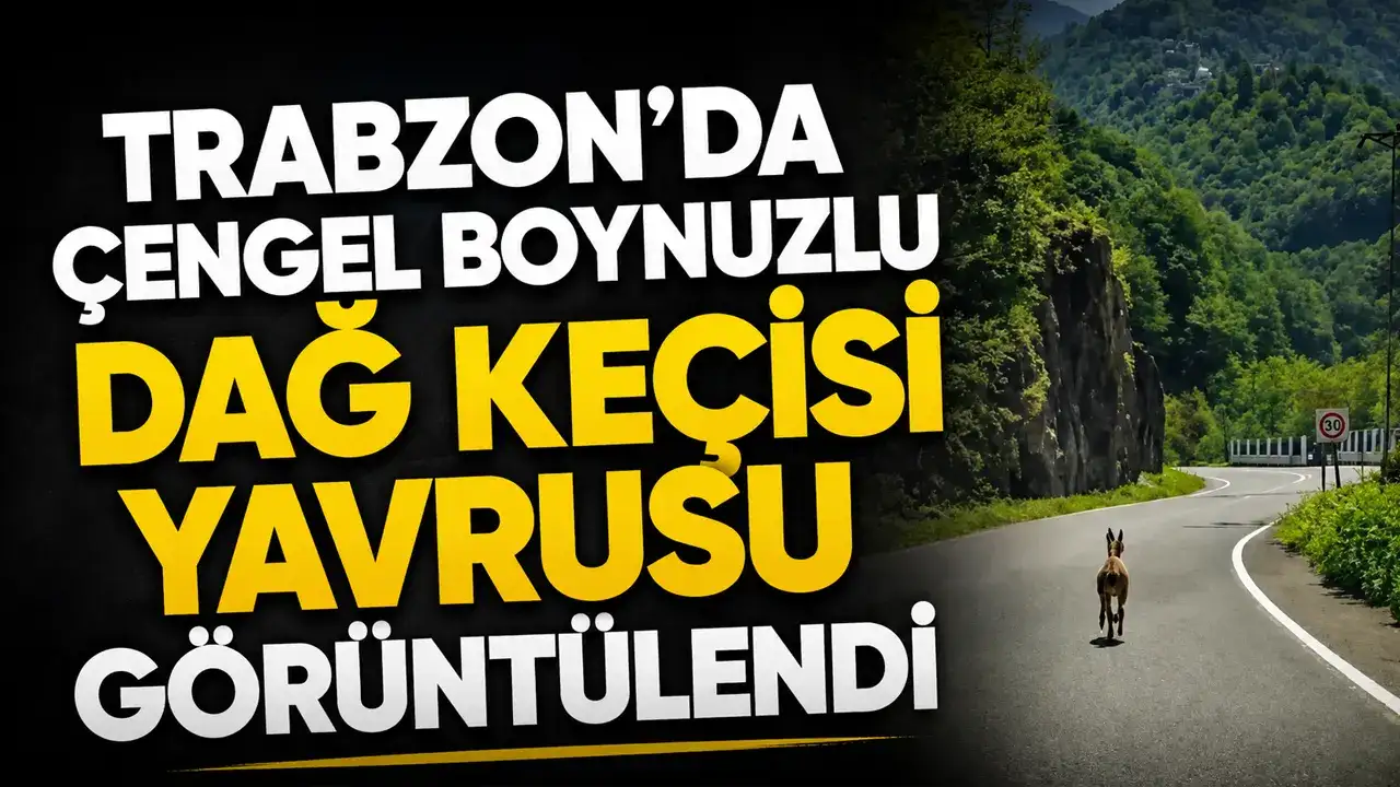 Trabzon’da çengel boynuzlu dağ keçisi yavrusu görüntülendi
