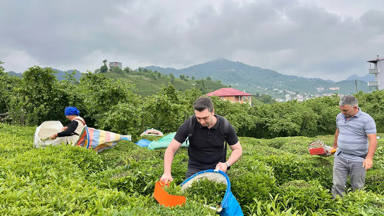Giresun'da gündem yoğun! Çay hasadından kitap fuarına
