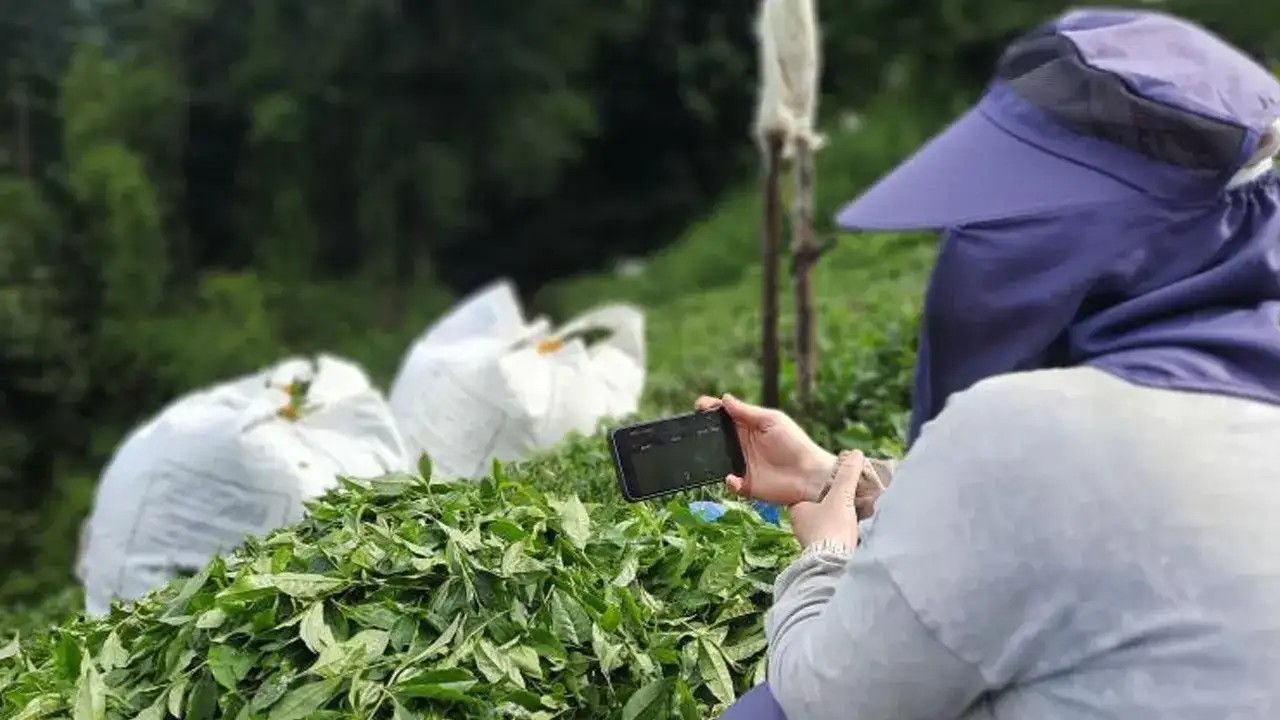 Rize’de çay hasadı milli heyecana engel olmadı