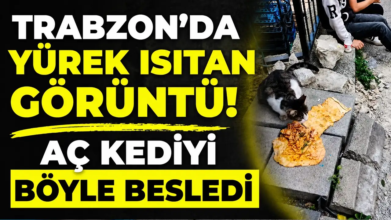 Trabzon’da yürek ısıtan görüntü! Aç kediyi böyle besledi