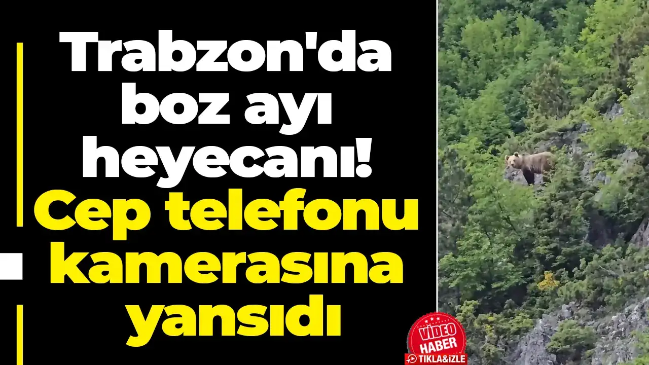 Trabzon'da boz ayı heyecanı! Cep telefonu kamerasına yansıdı