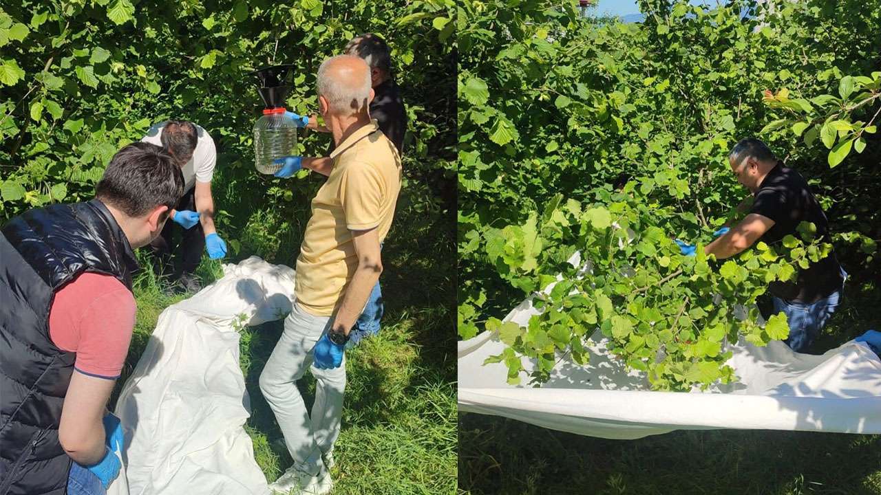 Kahverengi kokarcaya karşı samuray arısı üretimi sürüyor