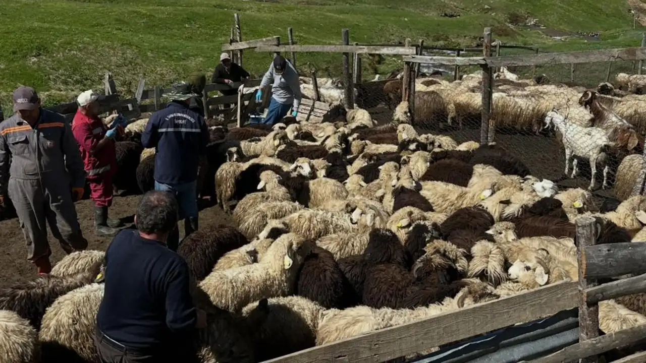 Aydıntepe’de küçükbaş hayvanlara aşılama ve küpeleme çalışmaları sürüyor